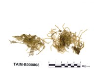 藏品(疏葉假懸苔)的圖片